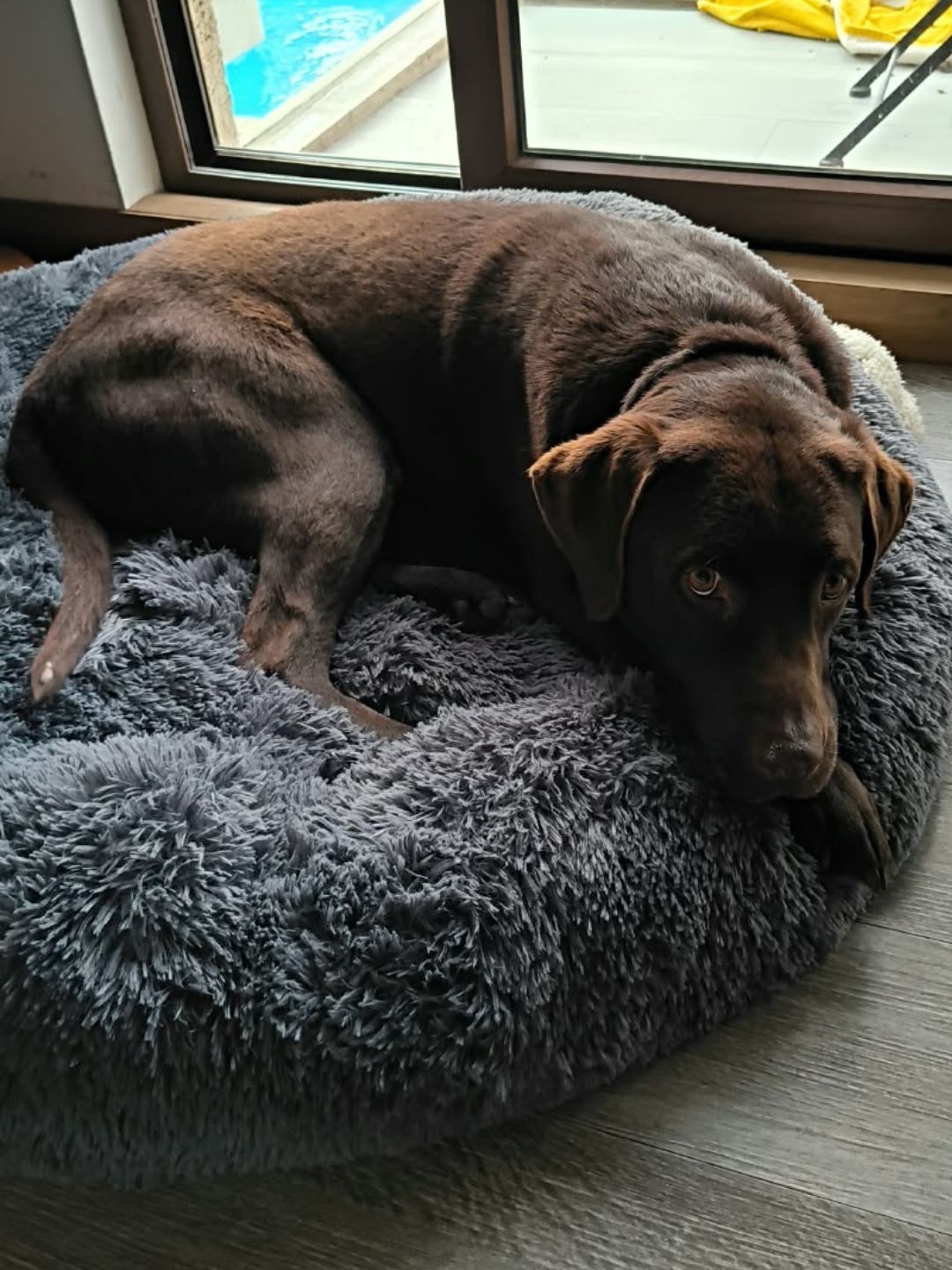 Cama Antiestrés Premium Desmontable Lavable para Perros - Ahorras hasta $20.000