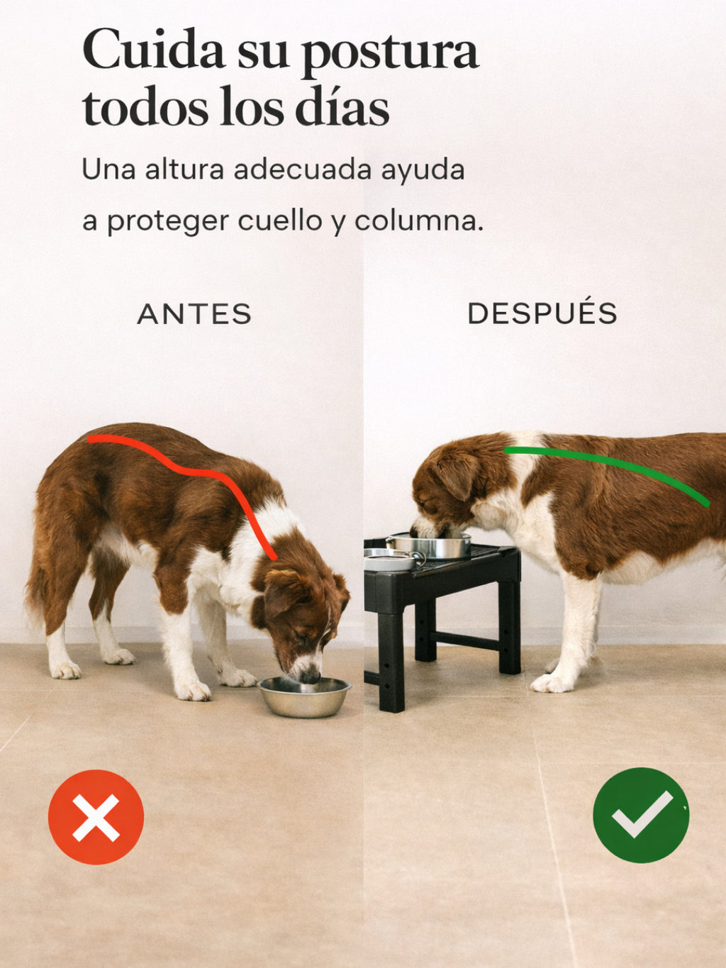 Comedor Ajustable para perros – Altura regulable de 10 a 30 cm de altura + bowls antiestres